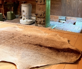 本物の鹿の毛皮